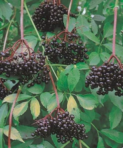 Elderberry Live Plant - Sambucus Canadensis Shrub in 4 Inch Pot - Edible Berries - Image 7