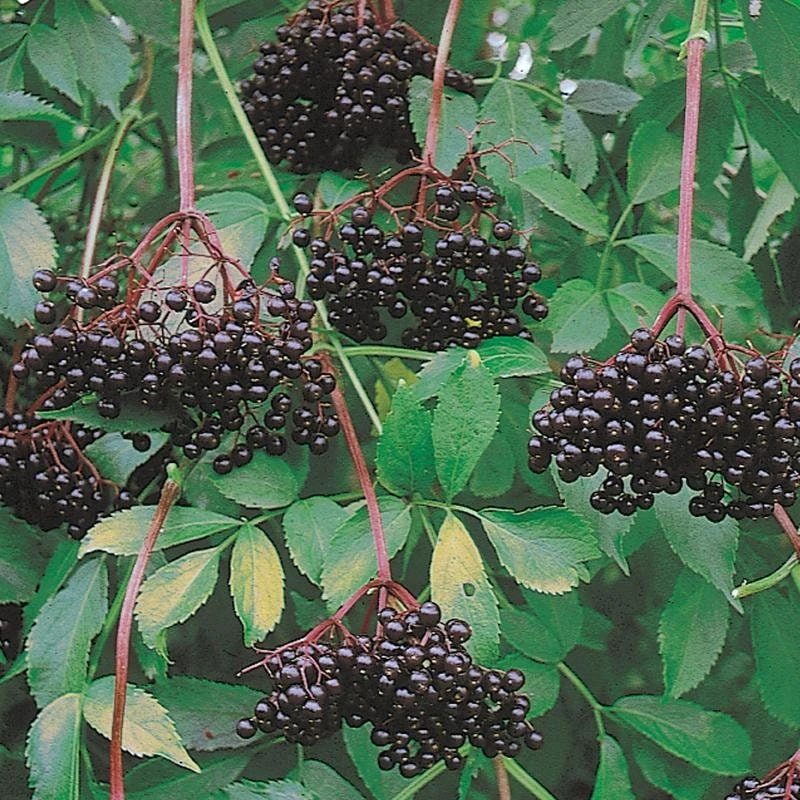 Elderberry Live Plant - Sambucus Canadensis Shrub in 4 Inch Pot - Edible Berries - Image 7