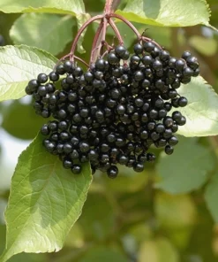 Elderberry Live Plant - Sambucus Canadensis Shrub in 4 Inch Pot - Edible Berries - Image 8
