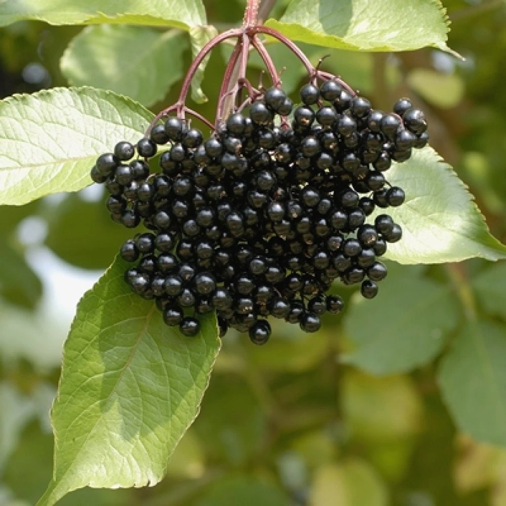 Elderberry Live Plant - Sambucus Canadensis Shrub in 4 Inch Pot - Edible Berries - Image 8