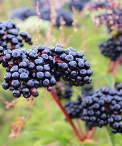 Elderberry Live Plant - Sambucus Canadensis Shrub in 4 Inch Pot - Edible Berries - Image 9