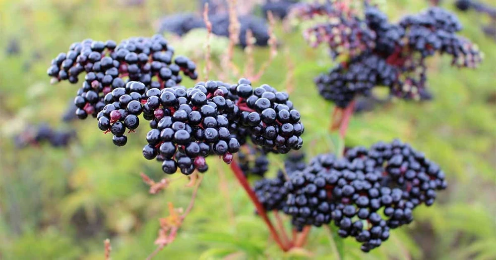 Elderberry Live Plant - Sambucus Canadensis Shrub in 4 Inch Pot - Edible Berries - Image 9