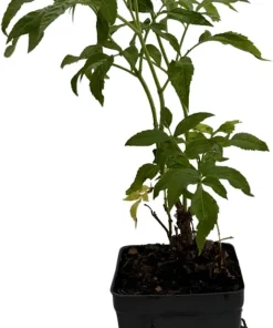 Elderberry Live Plant - Sambucus Shrub for Edible Berries - 3.25" Pot - Image 2