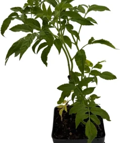Elderberry Live Plant - Sambucus Shrub for Edible Berries - 3.25