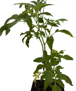 Elderberry Live Plant - Sambucus Shrub for Edible Berries - 3.25
