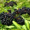 Elderberry Live Plant - Sambucus Shrub for Edible Berries - 3.25" Pot - Image 1
