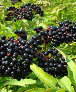 Elderberry Live Plant - Sambucus Shrub for Edible Berries - 3.25