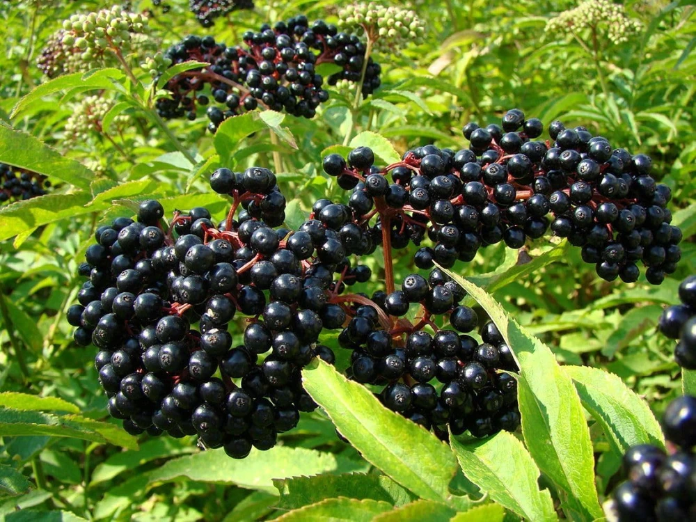 Elderberry Live Plant - Sambucus Shrub for Edible Berries - 3.25" Pot - Image 1