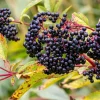 Elderberry Live Tree – Self-Pollinating – 1 Gallon Pot – Edible Fruit - Image 1