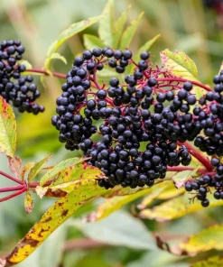 Elderberry Live Tree – Self-Pollinating – 1 Gallon Pot – Edible Fruit - Image 1
