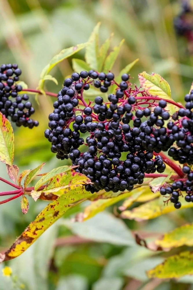 Elderberry Live Tree – Self-Pollinating – 1 Gallon Pot – Edible Fruit - Image 1
