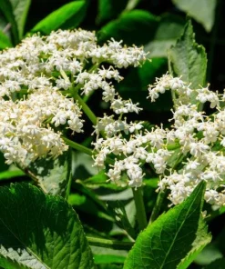 Elderberry Live Tree – Self-Pollinating – 1 Gallon Pot – Edible Fruit - Image 2