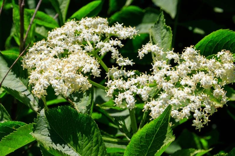 Elderberry Live Tree – Self-Pollinating – 1 Gallon Pot – Edible Fruit - Image 2
