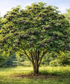 Elderberry Live Tree – Self-Pollinating – 1 Gallon Pot – Edible Fruit - Image 3
