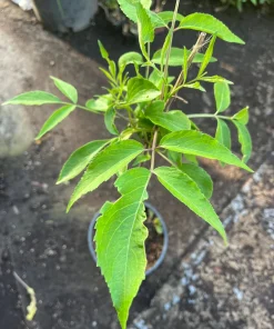 Elderberry Live Tree – Self-Pollinating – 1 Gallon Pot – Edible Fruit - Image 5