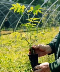 Elderberry Starter Plant 6-12