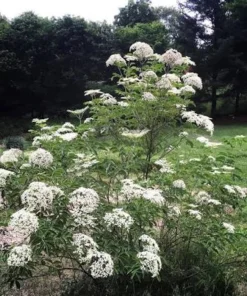 Elderberry Starter Plant 6-12