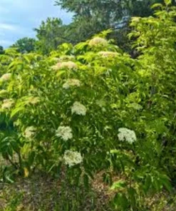 Elderberry Starter Plant 6-12