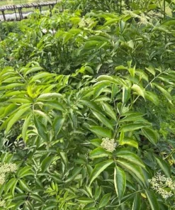 Elderberry Starter Plant 6-12