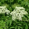 Elderberry Starter Plant 6-12" - Sambucus Nigra Live Shrub for Edible Garden - Image 1