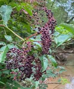 Elderberry Starter Plant 6-12
