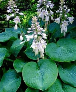 Elegans Hosta Live Plant - Large Blue-Green Leaves, White Flowers - Quart Pot - Outdoor - Image 2