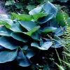 Elegans Hosta Live Plant - Large Blue-Green Leaves, White Flowers - Quart Pot - Outdoor - Image 1