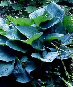 Elegans Hosta Live Plant - Large Blue-Green Leaves, White Flowers - Quart Pot - Outdoor - Image 1