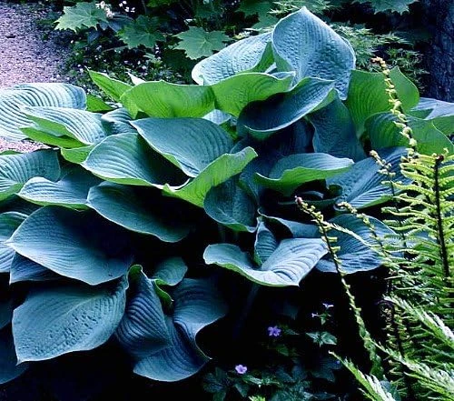 Elegans Hosta Live Plant - Large Blue-Green Leaves, White Flowers - Quart Pot - Outdoor - Image 1