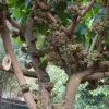 Elephant Ear Fig Tree Seeds - Ficus auriculata - 10 Seeds - Indoor/Outdoor - Image 1