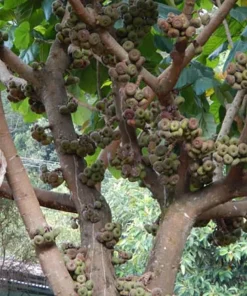 Elephant Ear Fig Tree Seeds - Ficus auriculata - 10 Seeds - Indoor/Outdoor - Image 1