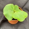 Elephant Ear Staghorn Fern Live Plant - Platycerium elephantotis in 3 Inch Pot - Image 1