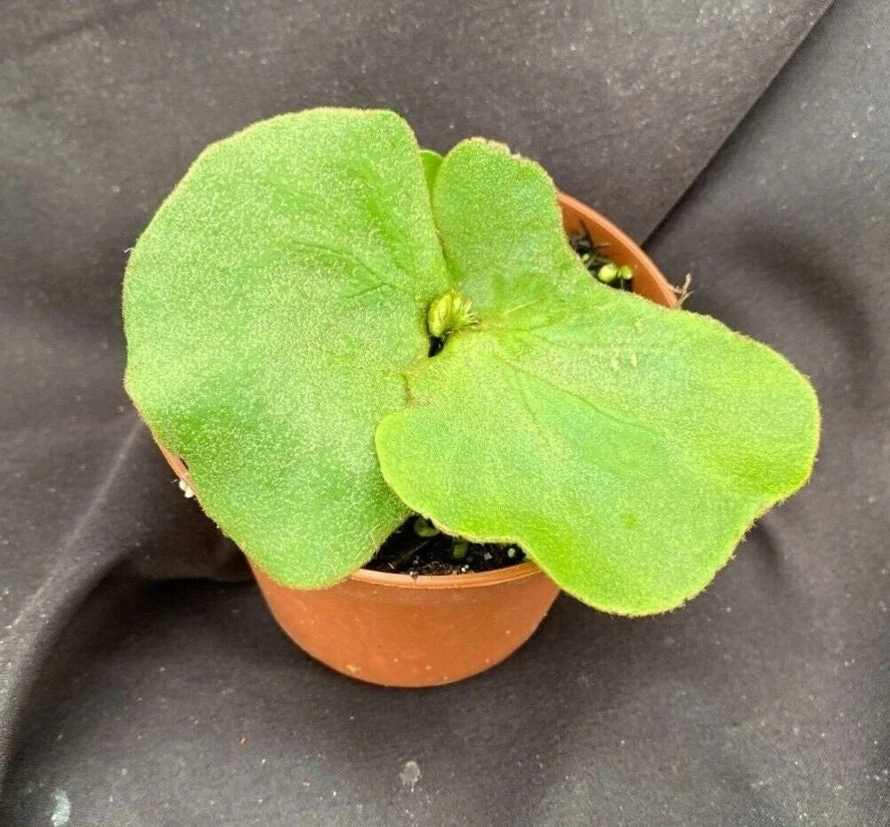Elephant Ear Staghorn Fern Live Plant - Platycerium elephantotis in 3 Inch Pot - Image 1