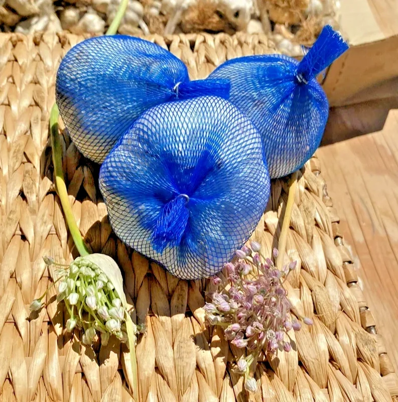 Elephant Garlic Bulbs - 1 Large Fresh Bulb - Edible Allium for Planting - Image 1