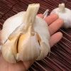 Elephant Garlic Bulbs - 2 Huge Bulbs for Spring & Fall Planting - Non GMO - Image 1