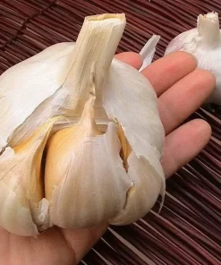 Elephant Garlic Bulbs - 2 Huge Bulbs for Spring & Fall Planting - Non GMO - Image 1