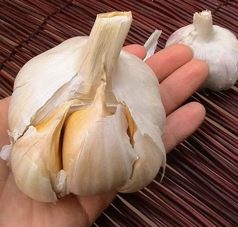 Elephant Garlic Bulbs - 2 Huge Bulbs for Spring & Fall Planting - Non GMO - Image 1