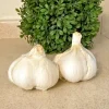 Elephant Garlic Bulbs - 3 Large Size for Planting or Eating - Outdoor - Image 1