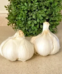Elephant Garlic Bulbs - 3 Large Size for Planting or Eating - Outdoor - Image 1