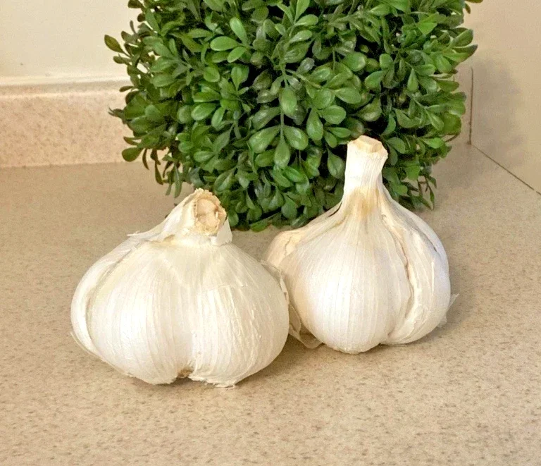 Elephant Garlic Bulbs - 3 Large Size for Planting or Eating - Outdoor - Image 1