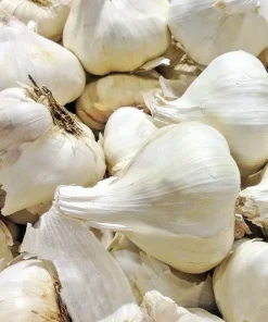 Elephant Garlic Bulbs - Jumbo Size, Organic, Freshly Grown, USA Made, Easy Grow - Image 1