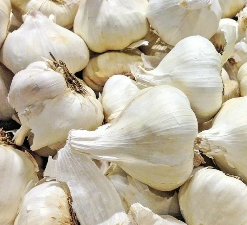 Elephant Garlic Bulbs - Jumbo Size, Organic, Freshly Grown, USA Made, Easy Grow - Image 1