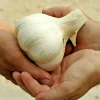 Elephant Garlic Clove 85g+ Organic USA Grown Jumbo Size for Planting - Image 1