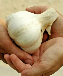 Elephant Garlic Clove 85g+ Organic USA Grown Jumbo Size for Planting - Image 1