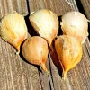 Elephant Garlic Cloves (5 Large) - Ready to Plant Bulbs - Outdoor Edible - Image 1