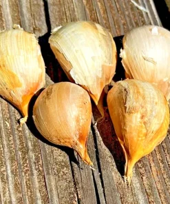Elephant Garlic Cloves (5 Large) - Ready to Plant Bulbs - Outdoor Edible - Image 1