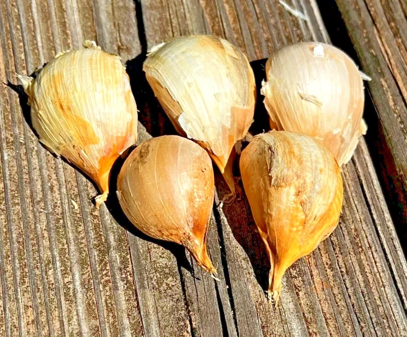 Elephant Garlic Cloves (5 Large) - Ready to Plant Bulbs - Outdoor Edible - Image 1