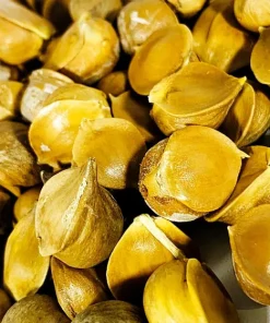 Elephant Garlic Corms - Fresh Harvest USA Grown - Healthy Bulbs for Planting - Image 14