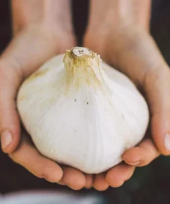 Elephant Garlic Corms - Fresh Harvest USA Grown - Healthy Bulbs for Planting - Image 4