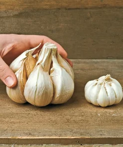 Elephant Garlic Corms - Fresh Harvest USA Grown - Healthy Bulbs for Planting - Image 6